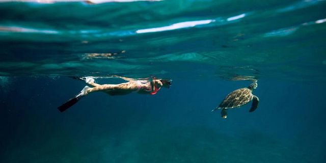 Snorkel with turtles 2 hour private boat trip in the north (3)